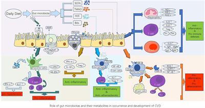 Immune mechanism of gut microbiota and its metabolites in the occurrence and development of cardiovascular diseases